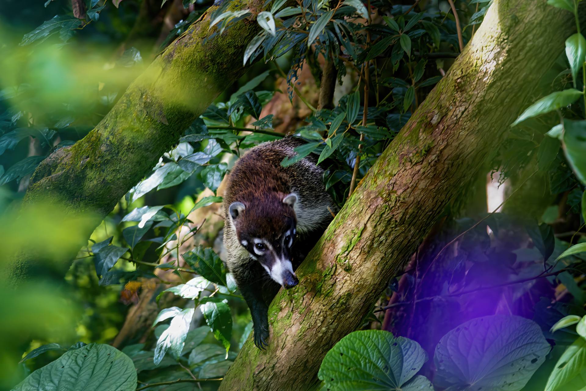 Nasenbär (Nasua) oder Rüsselbär